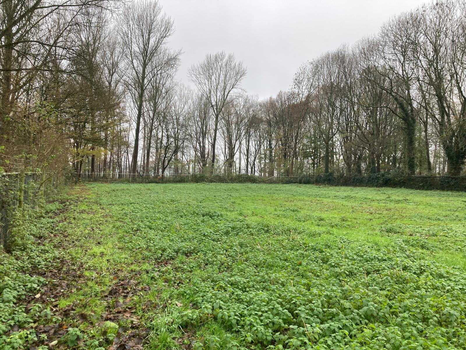 Groothoefblad