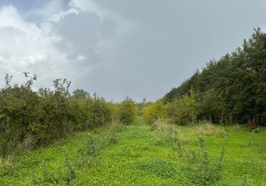 de boomgaard