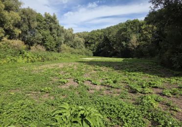 groen, gras, veld